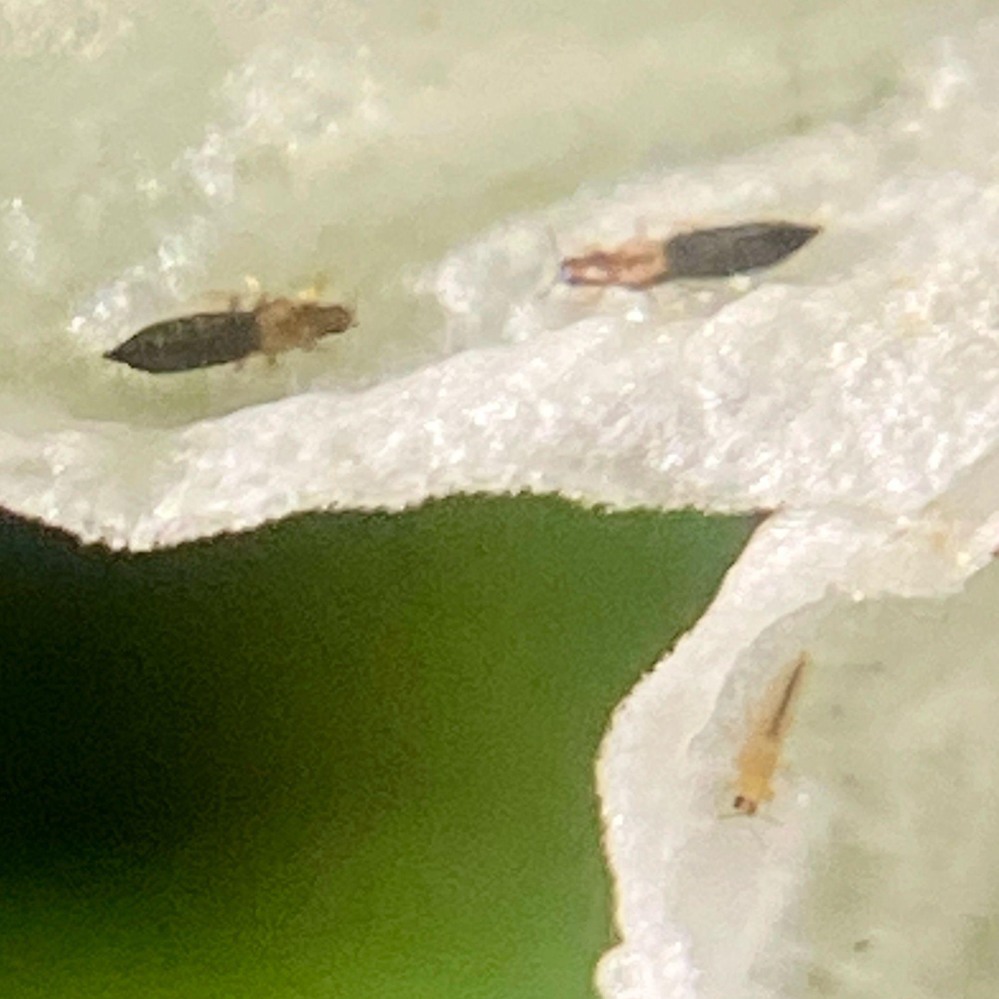 Thrips parvispinus