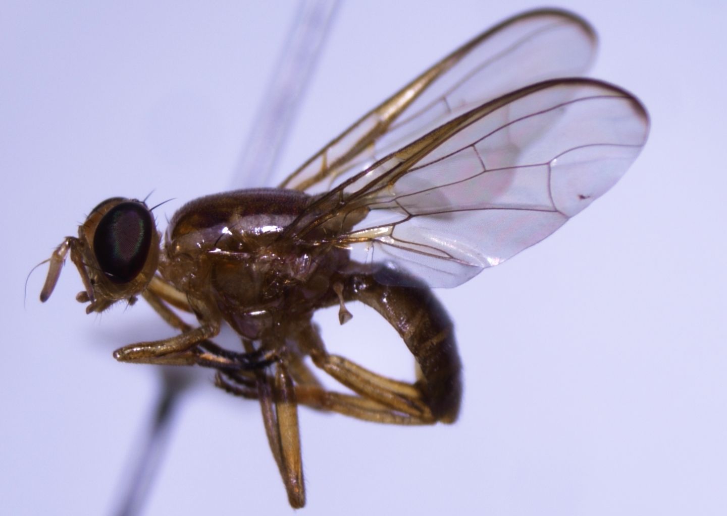 Bactrocera xanthodes