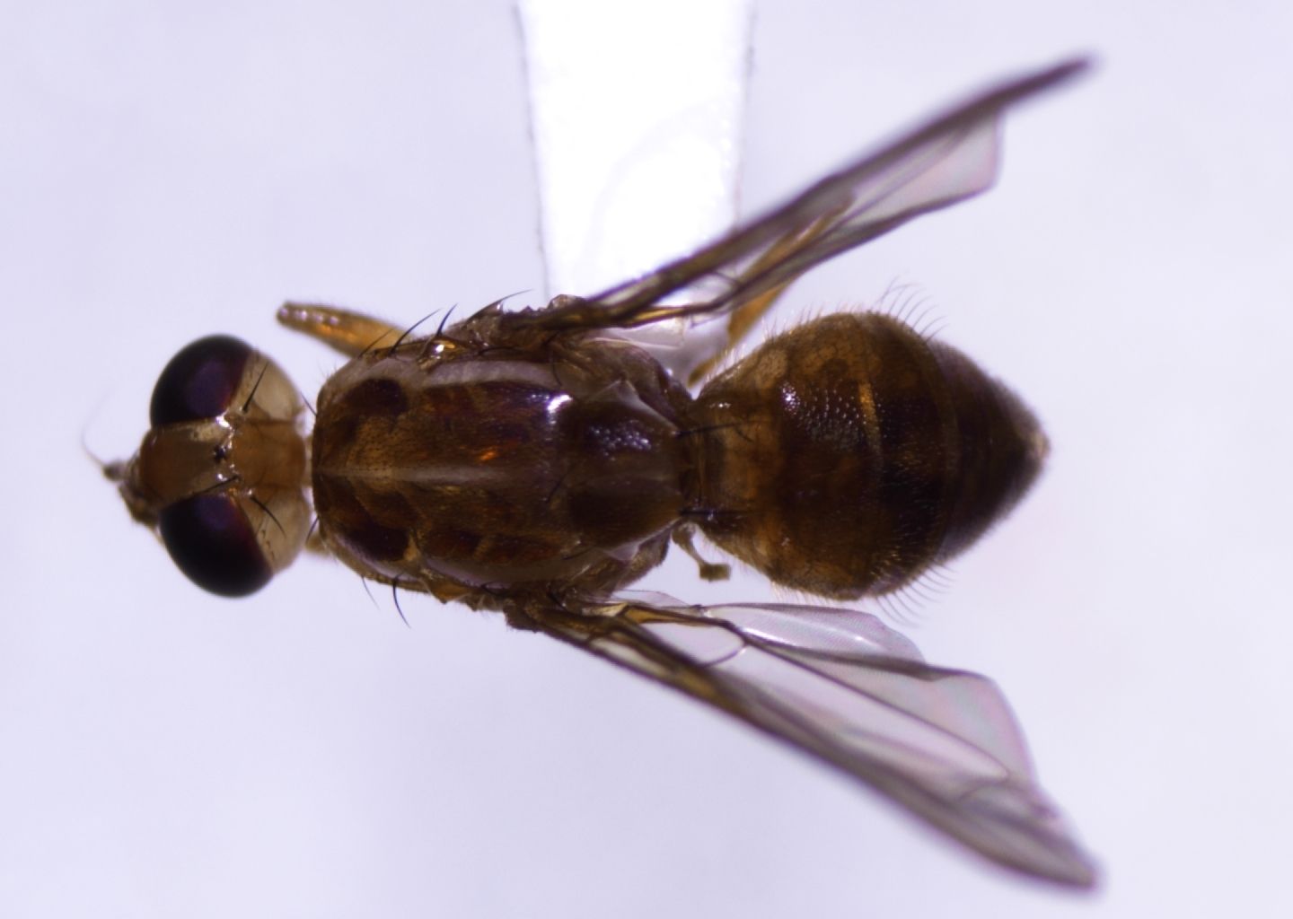 Bactrocera xanthodes