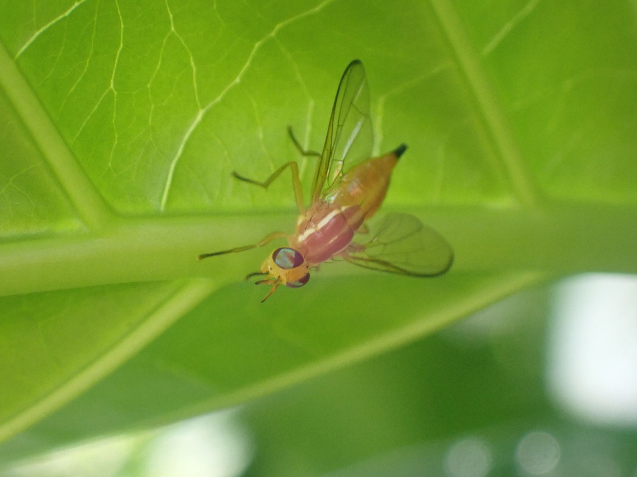 Bactrocera xanthodes