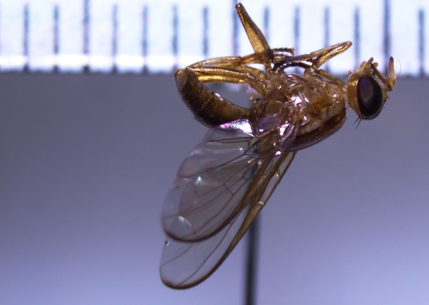 Bactrocera xanthodes