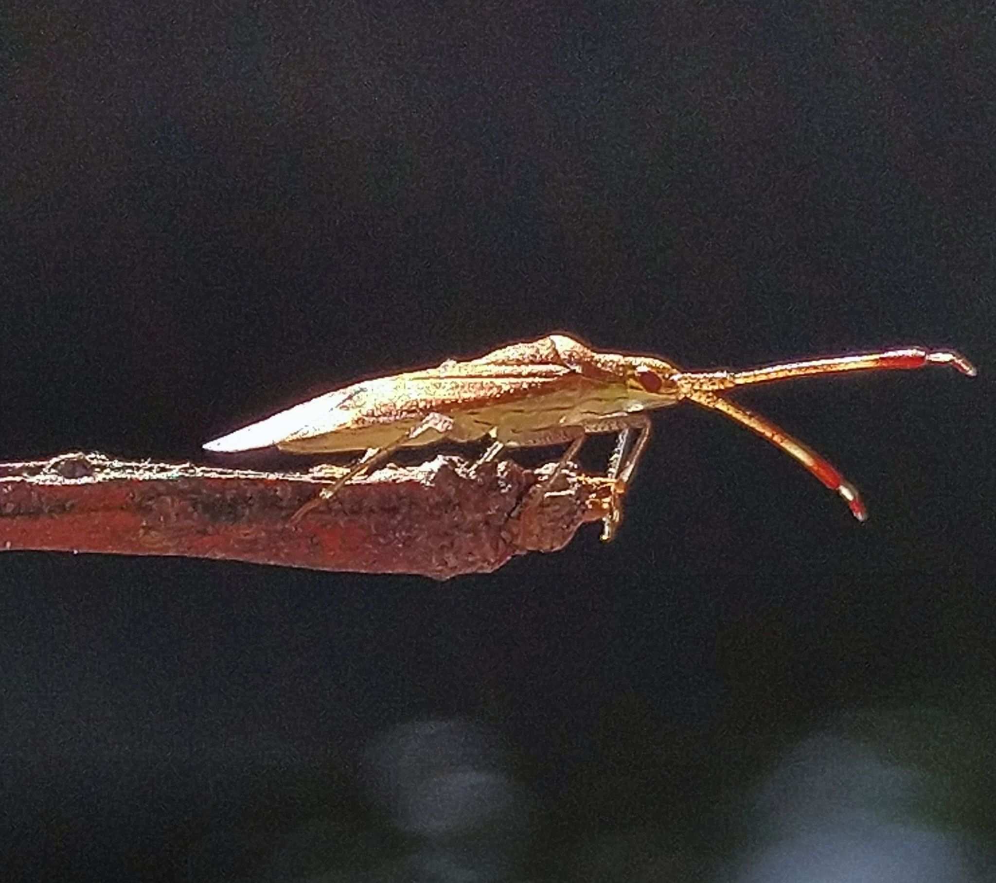 Minytus