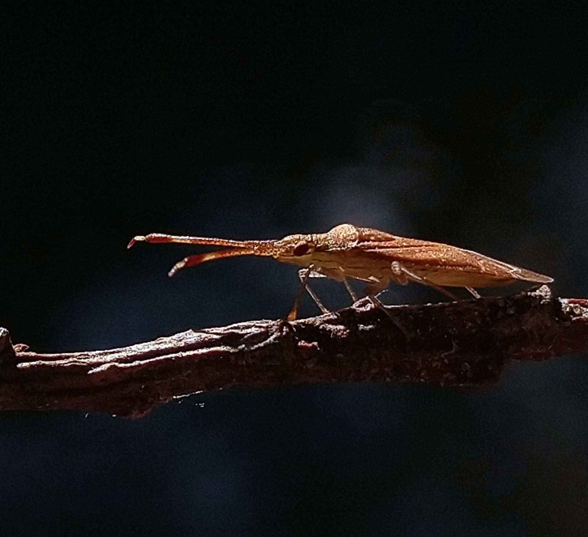 Minytus