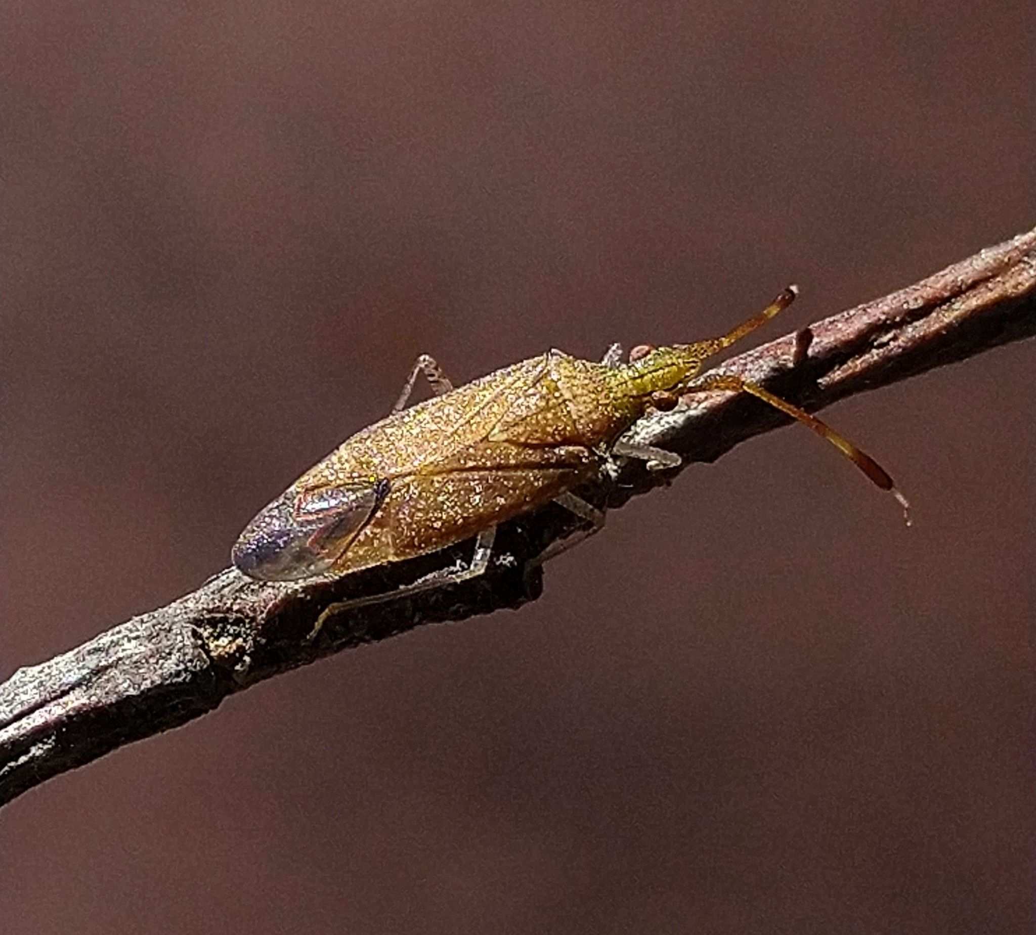 Minytus
