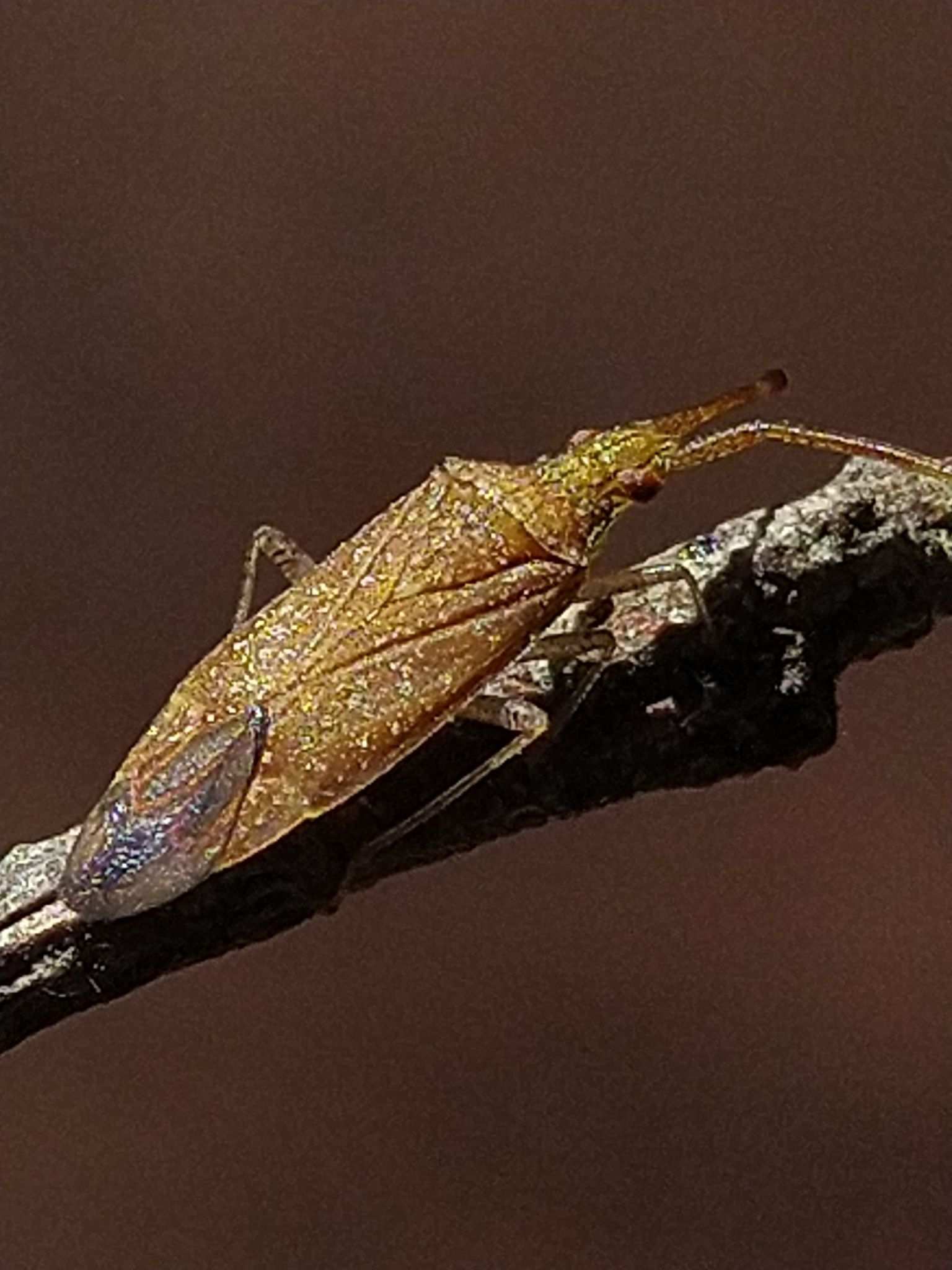 Minytus