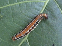 Hyblaea puera