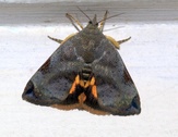 Hyblaea puera
