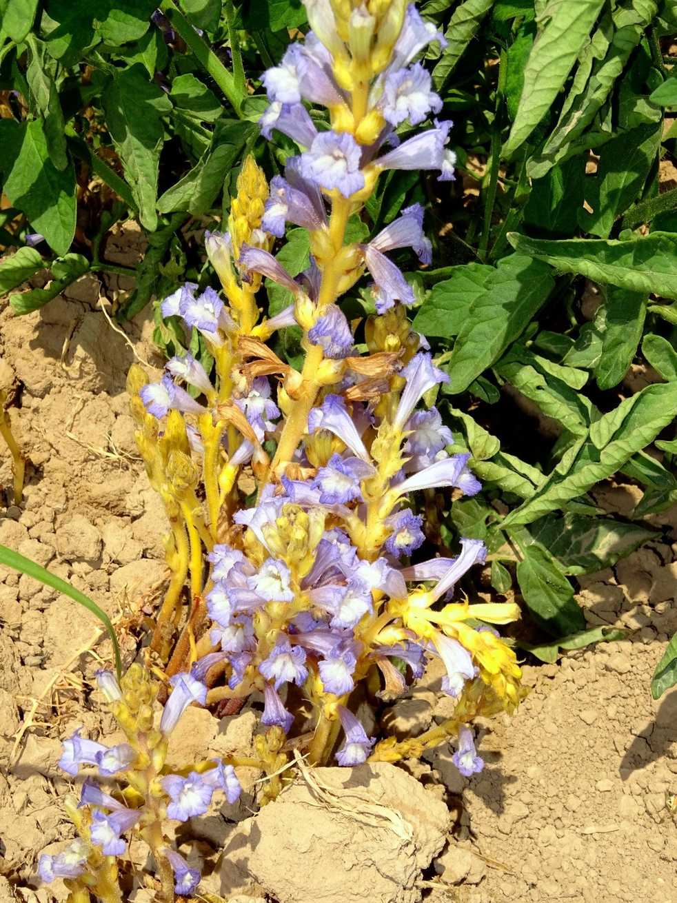 Phelipanche aegyptiaca