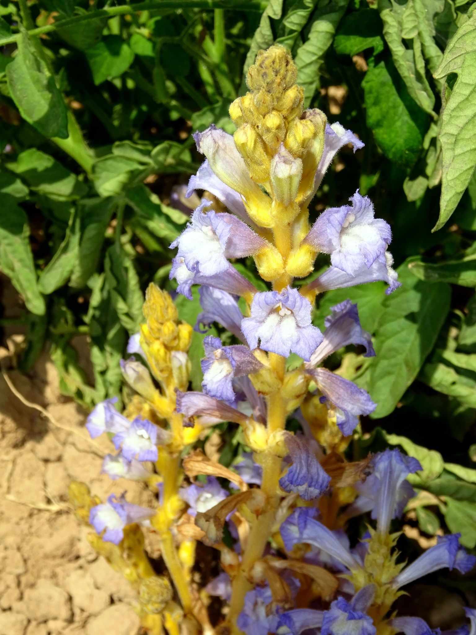Phelipanche aegyptiaca