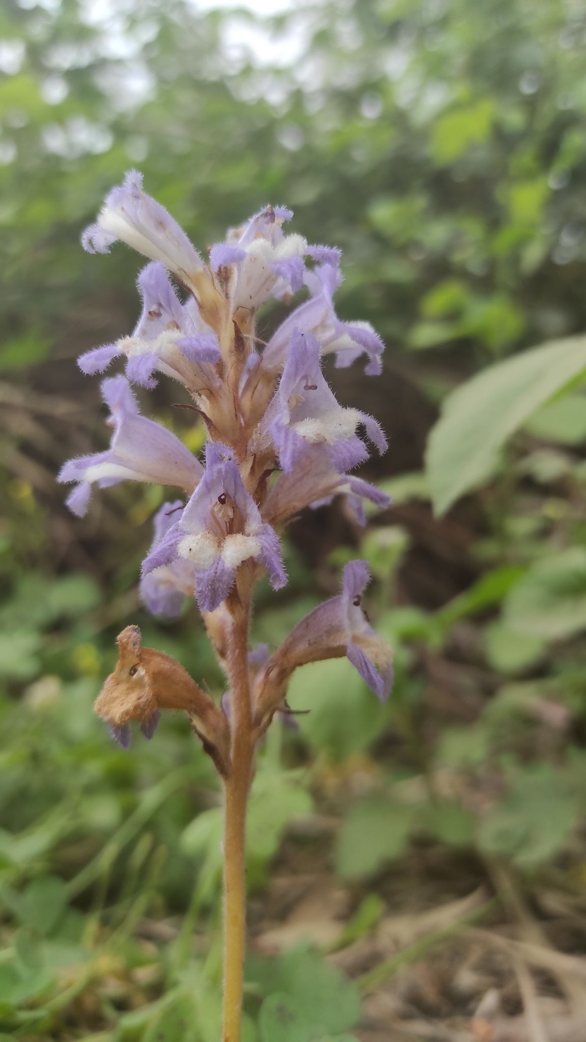 Phelipanche aegyptiaca