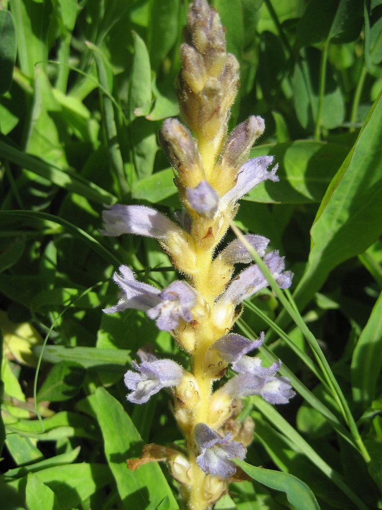 Phelipanche aegyptiaca