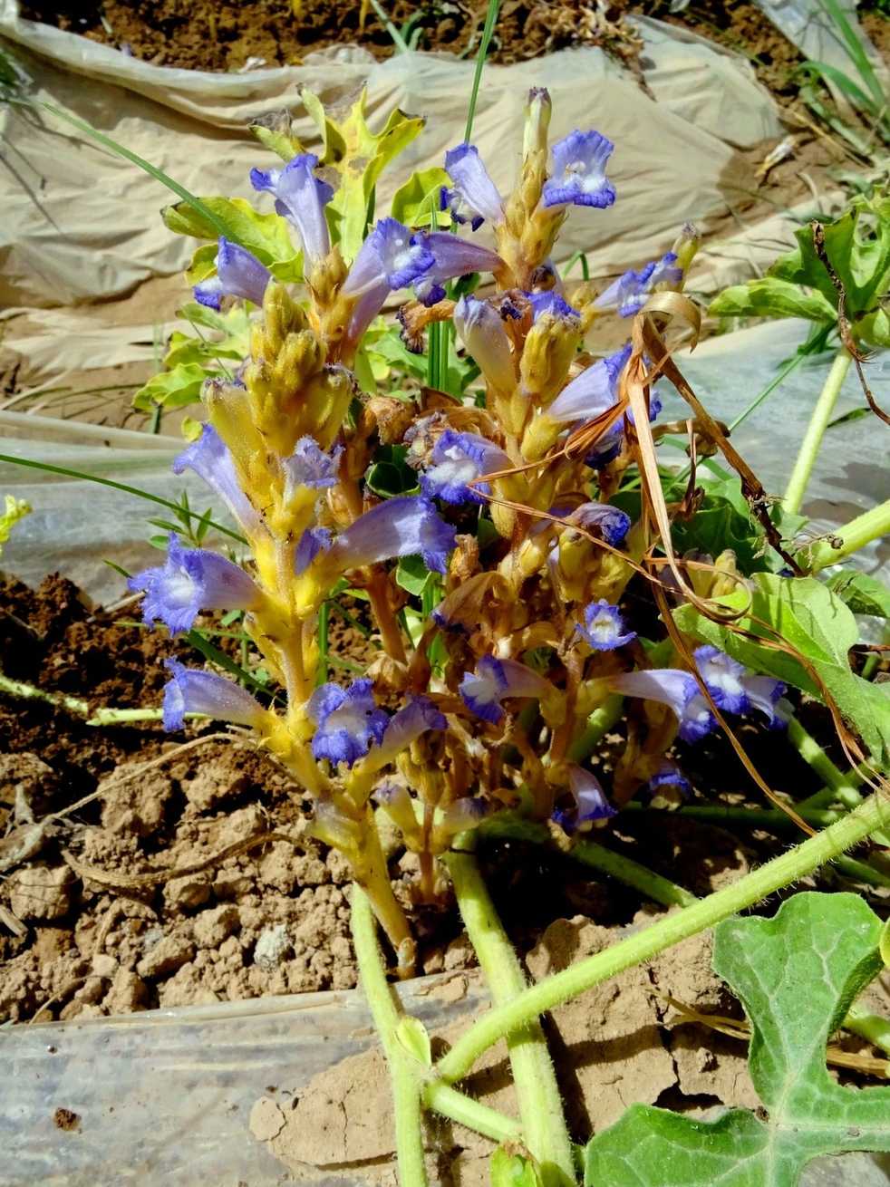Phelipanche aegyptiaca