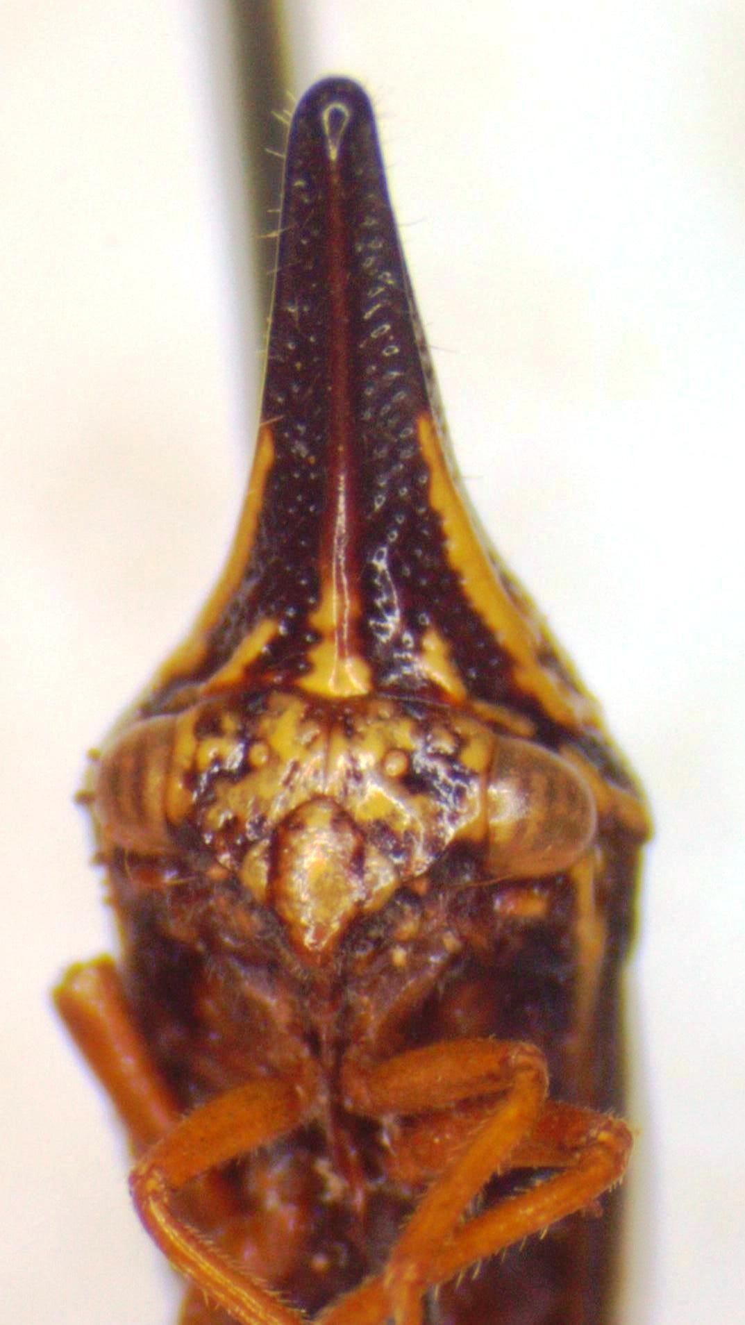 Polyglypta costata