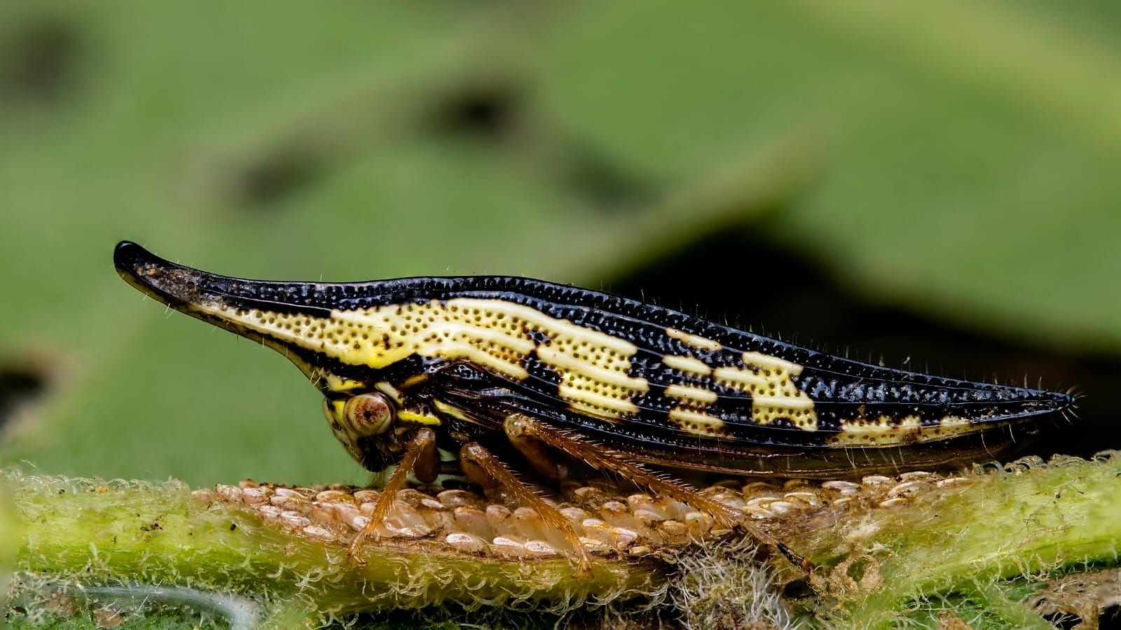 Polyglypta costata