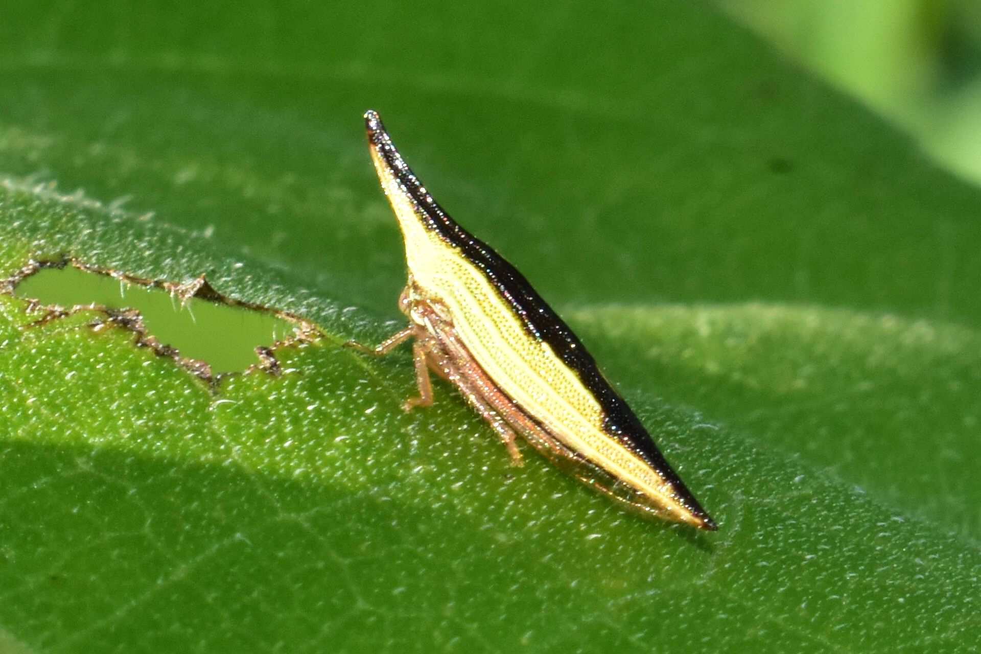 Polyglypta costata