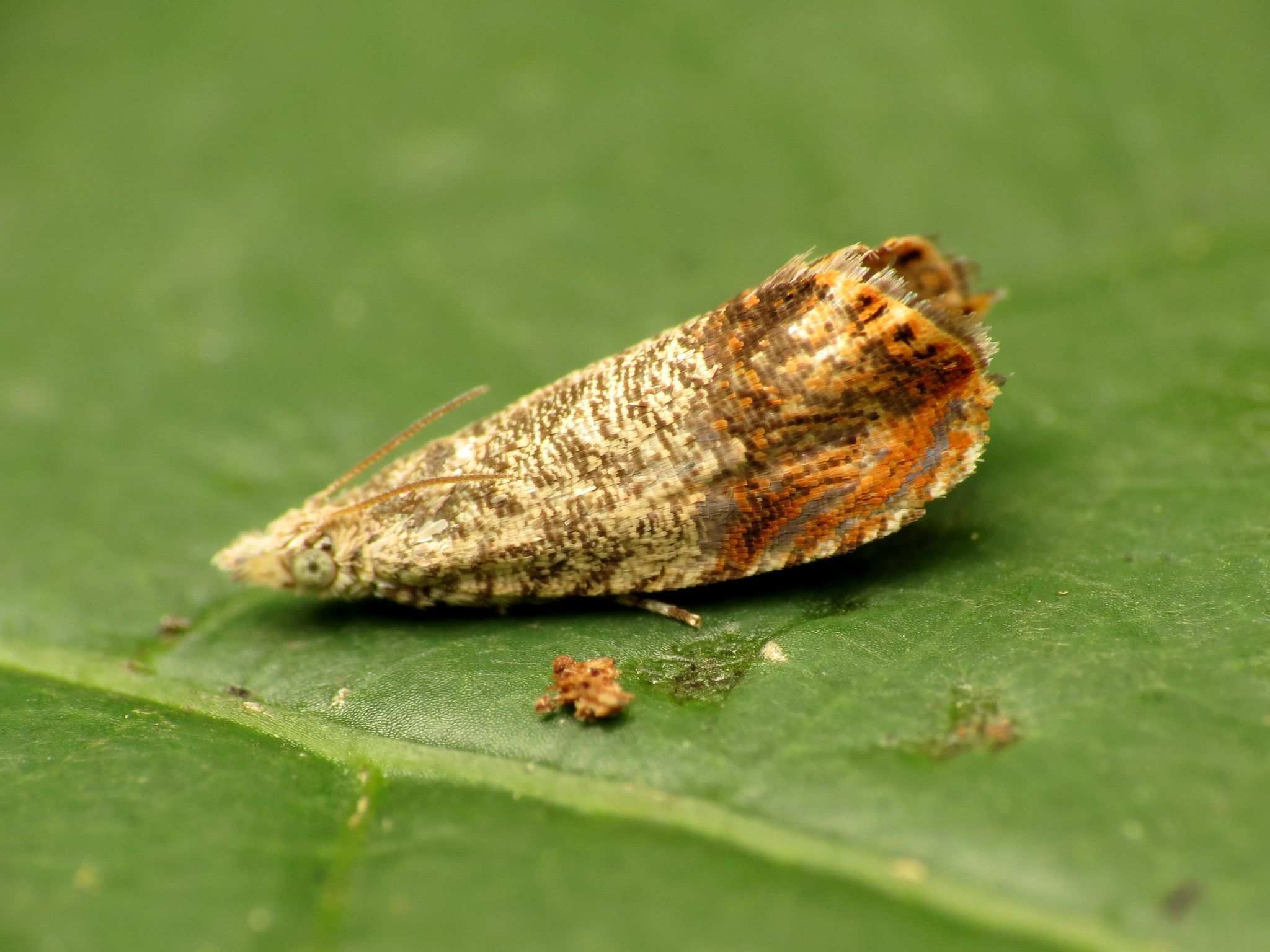 Talponia