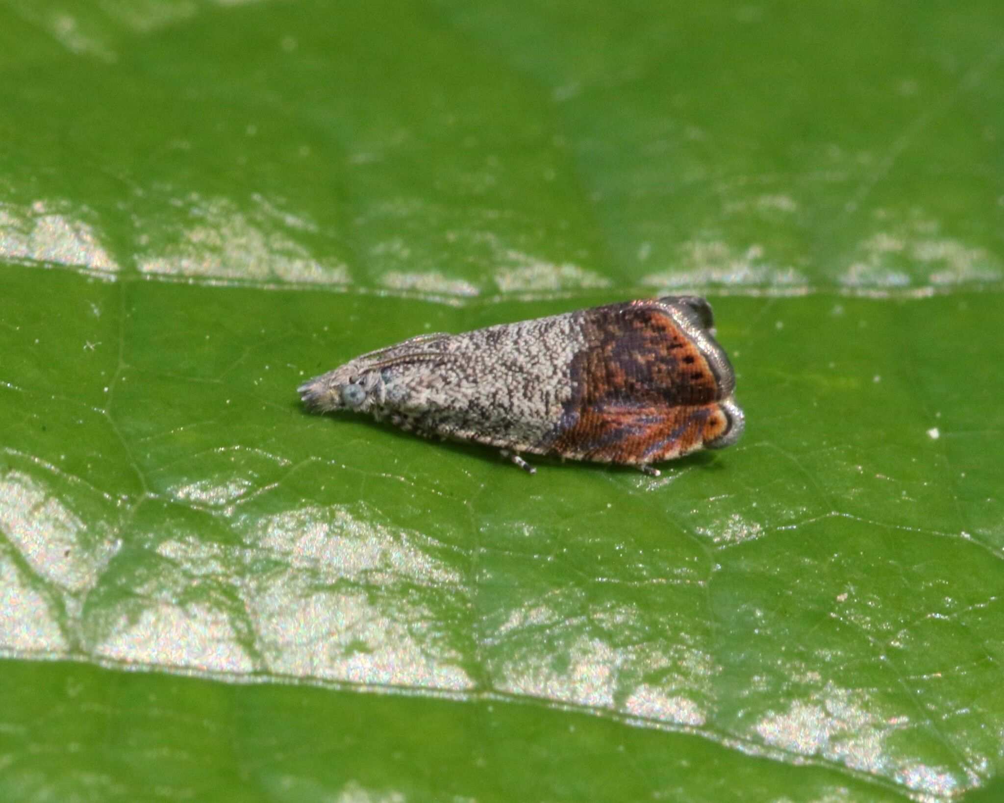 Talponia