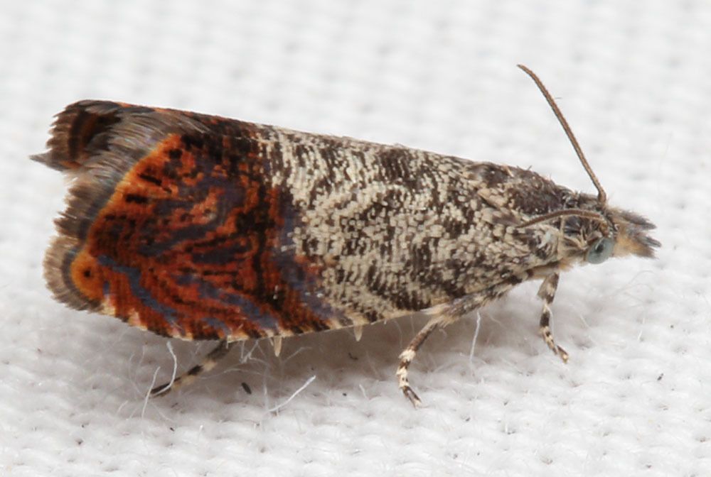 Talponia