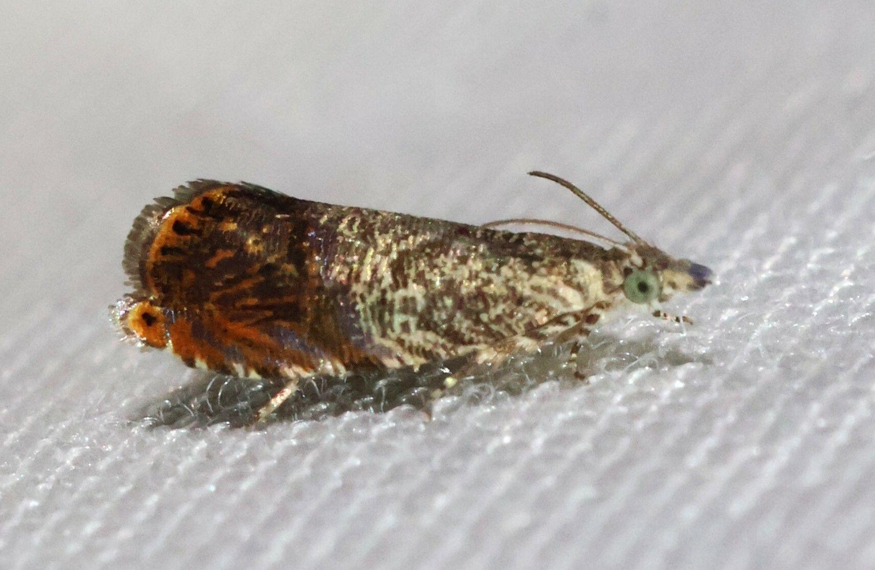 Talponia