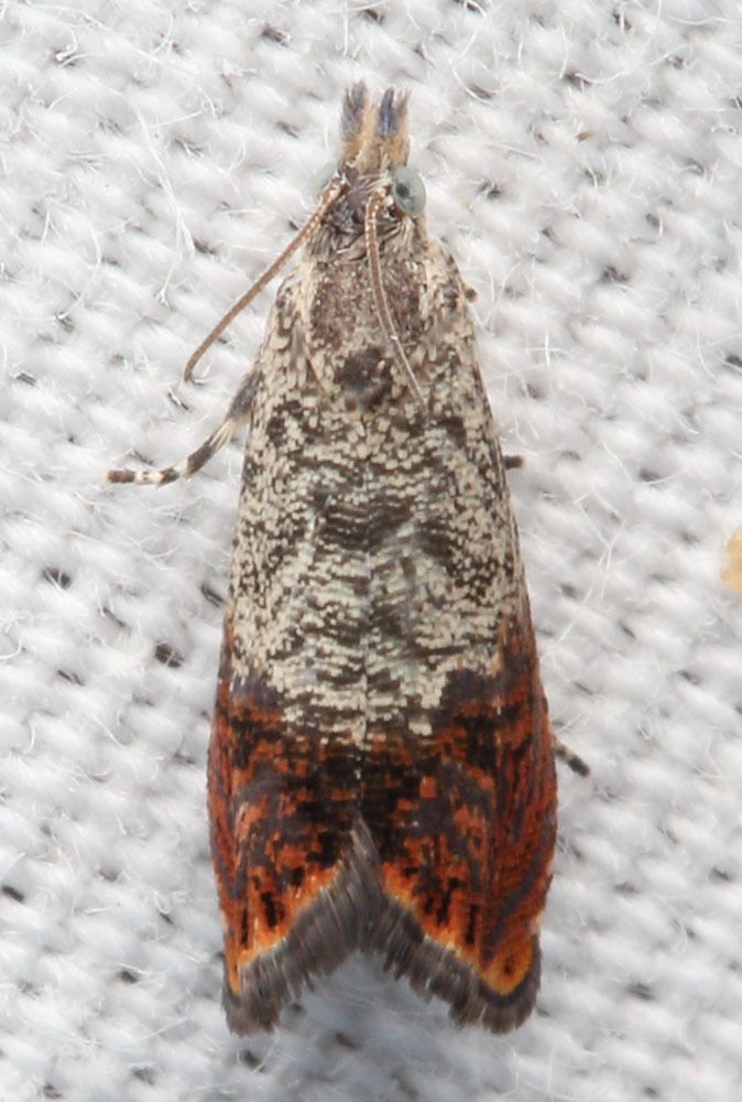 Talponia