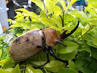 Megasoma elephas