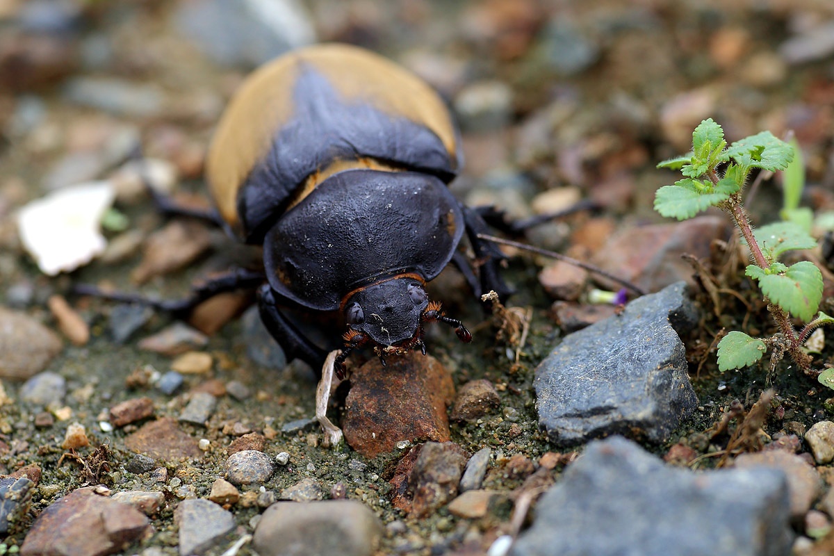 Megasoma elephas