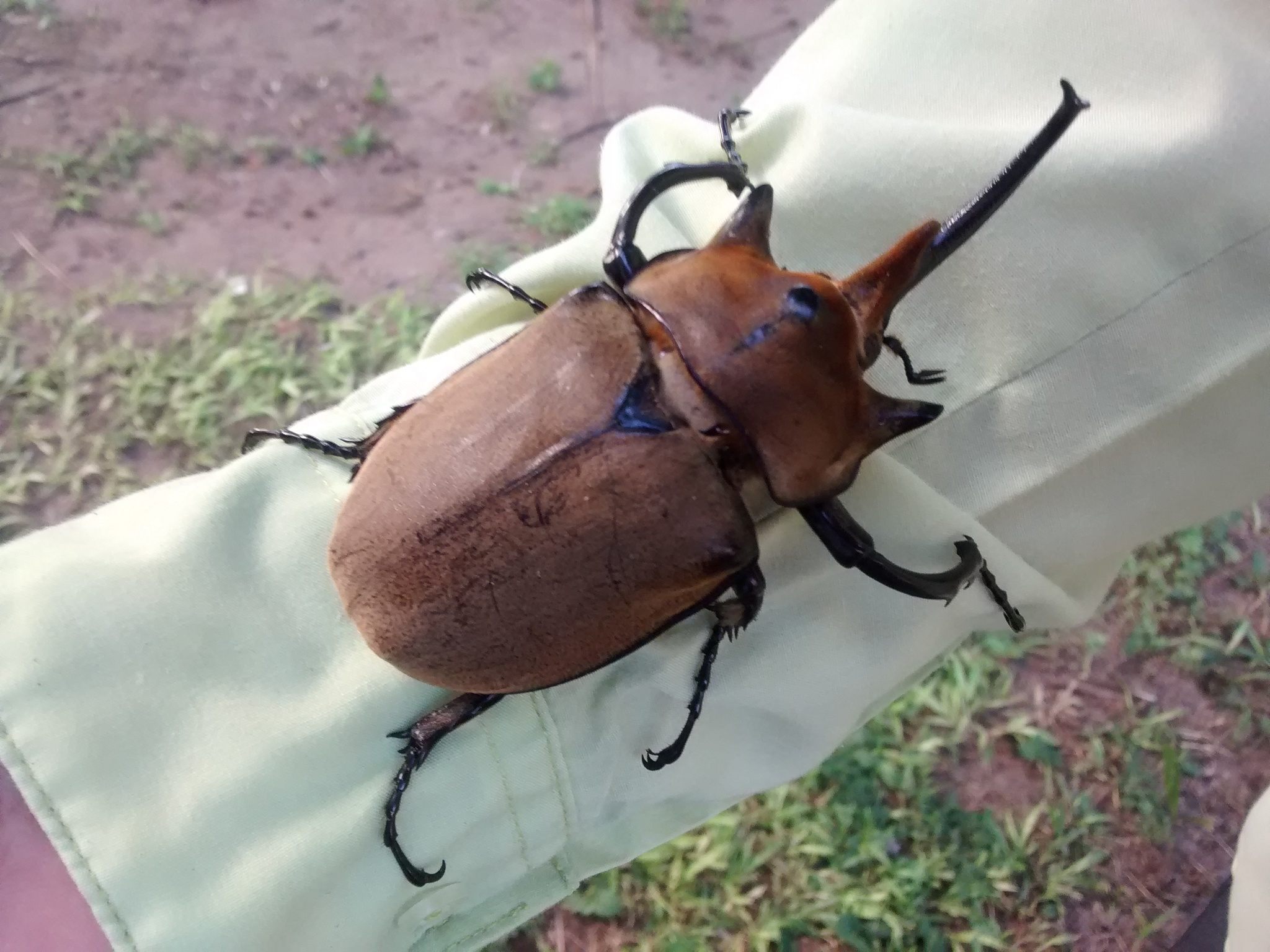 Megasoma elephas