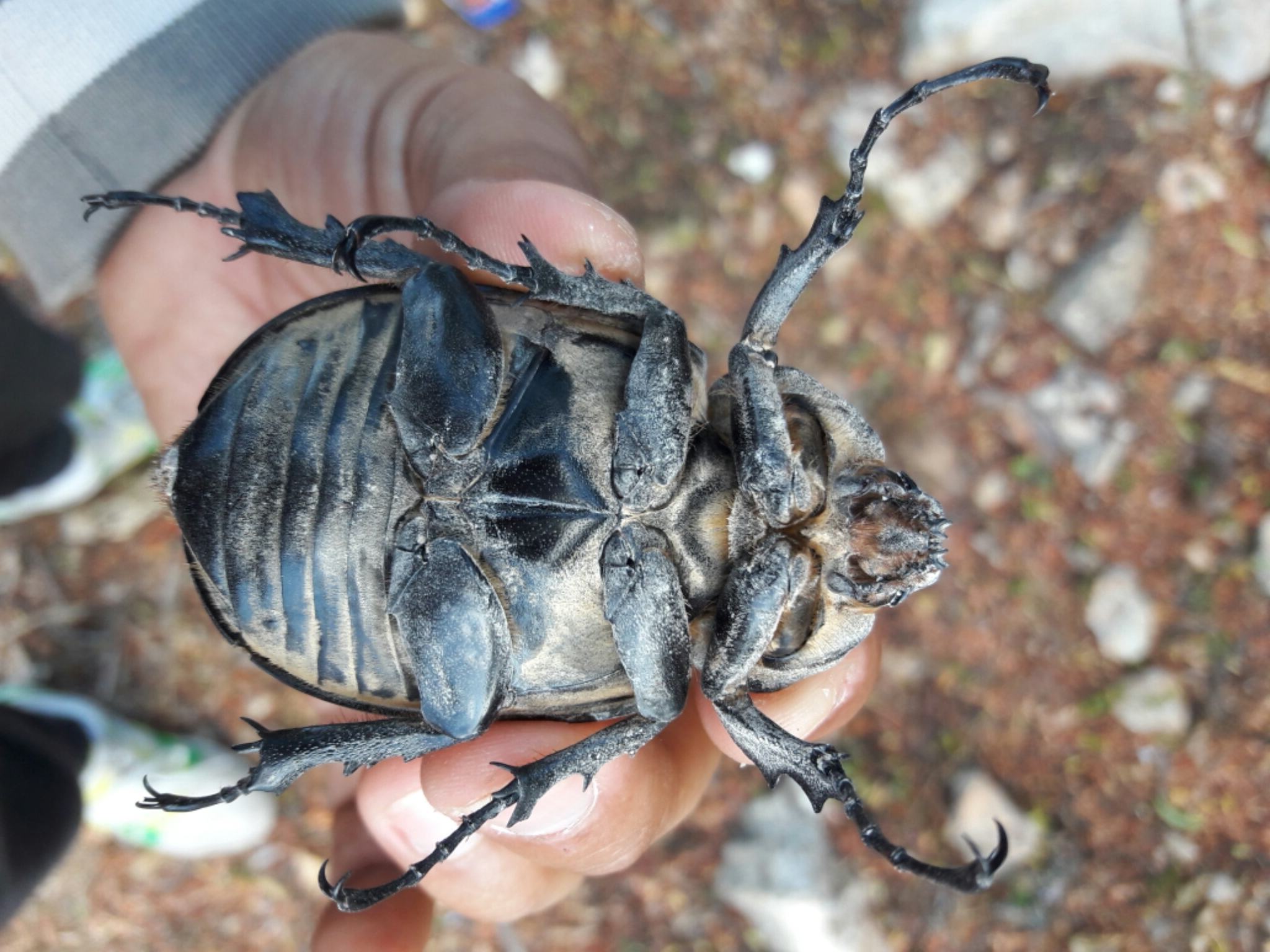 Megasoma elephas