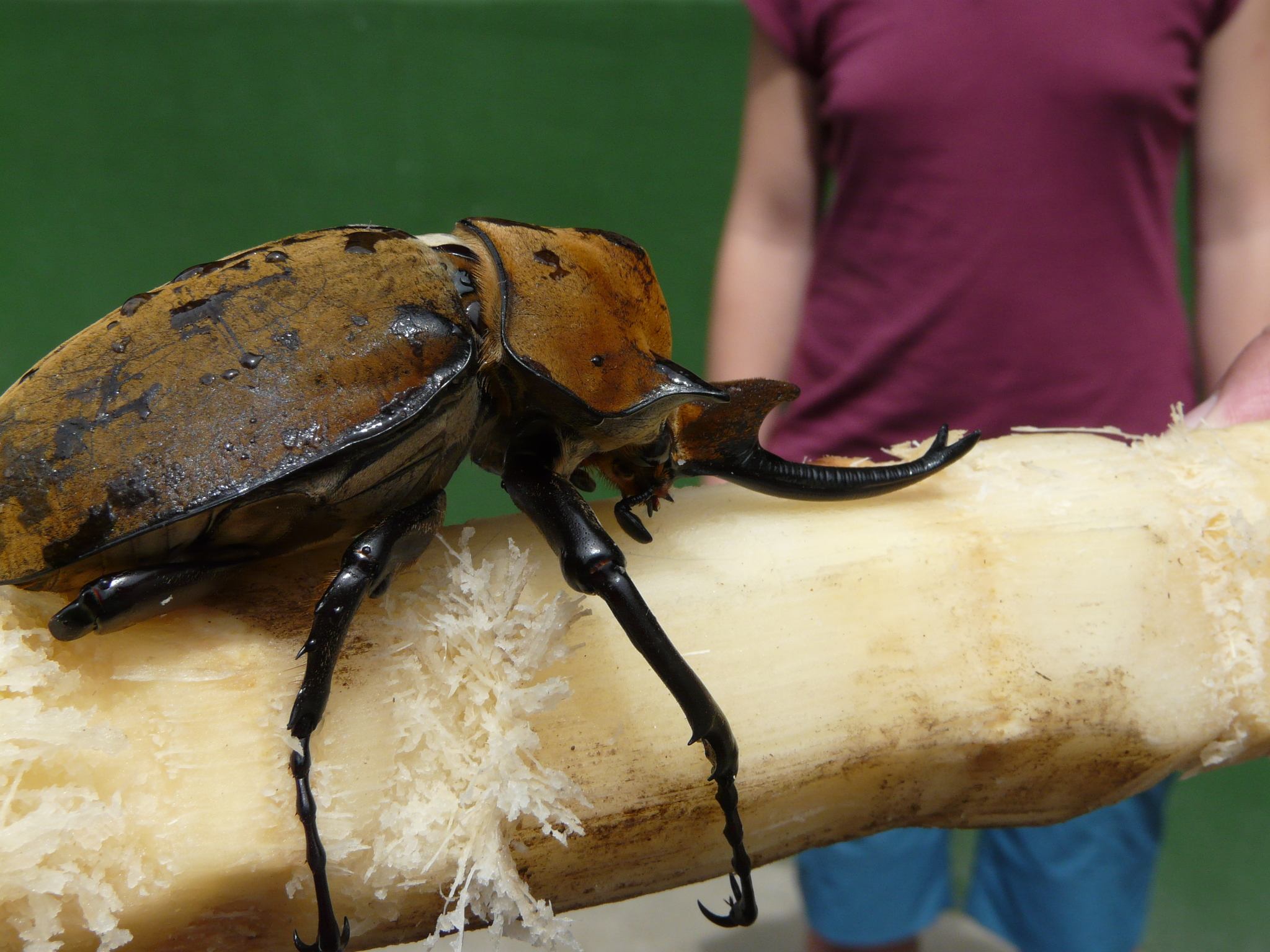 Megasoma elephas