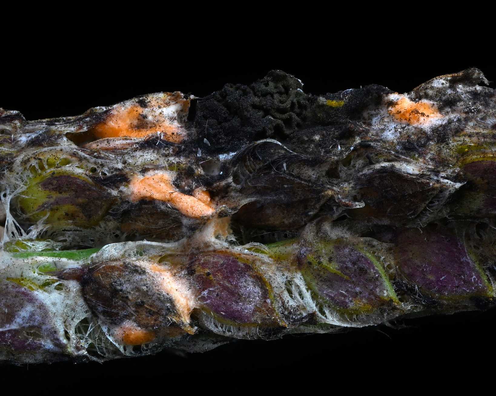 Fusarium heterosporum