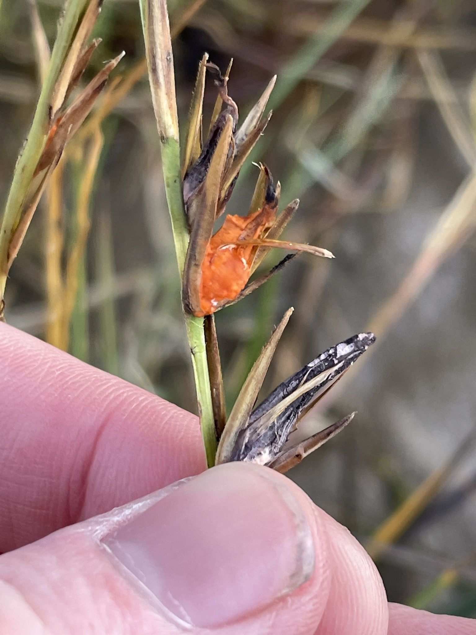 Fusarium heterosporum