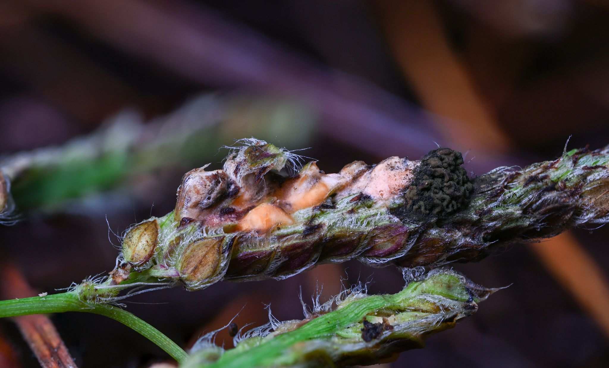 Fusarium heterosporum