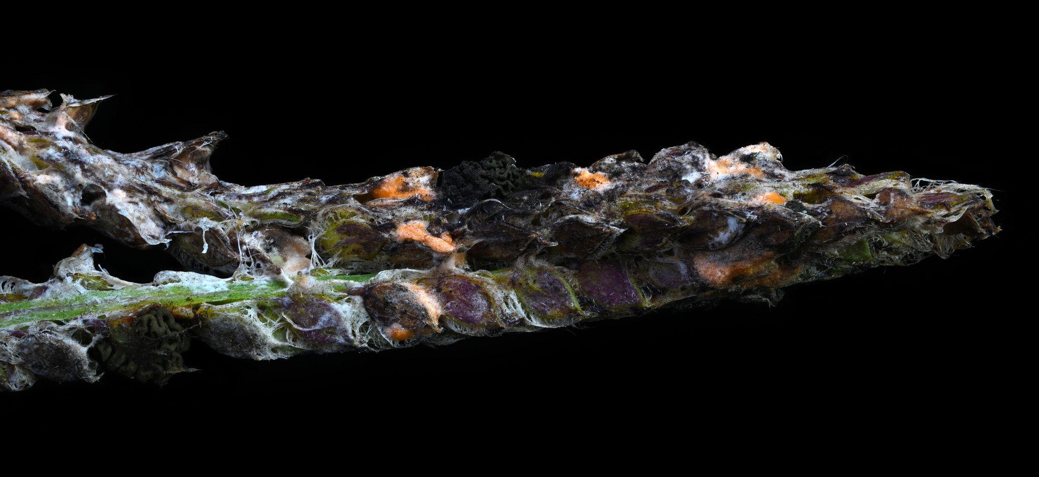 Fusarium heterosporum