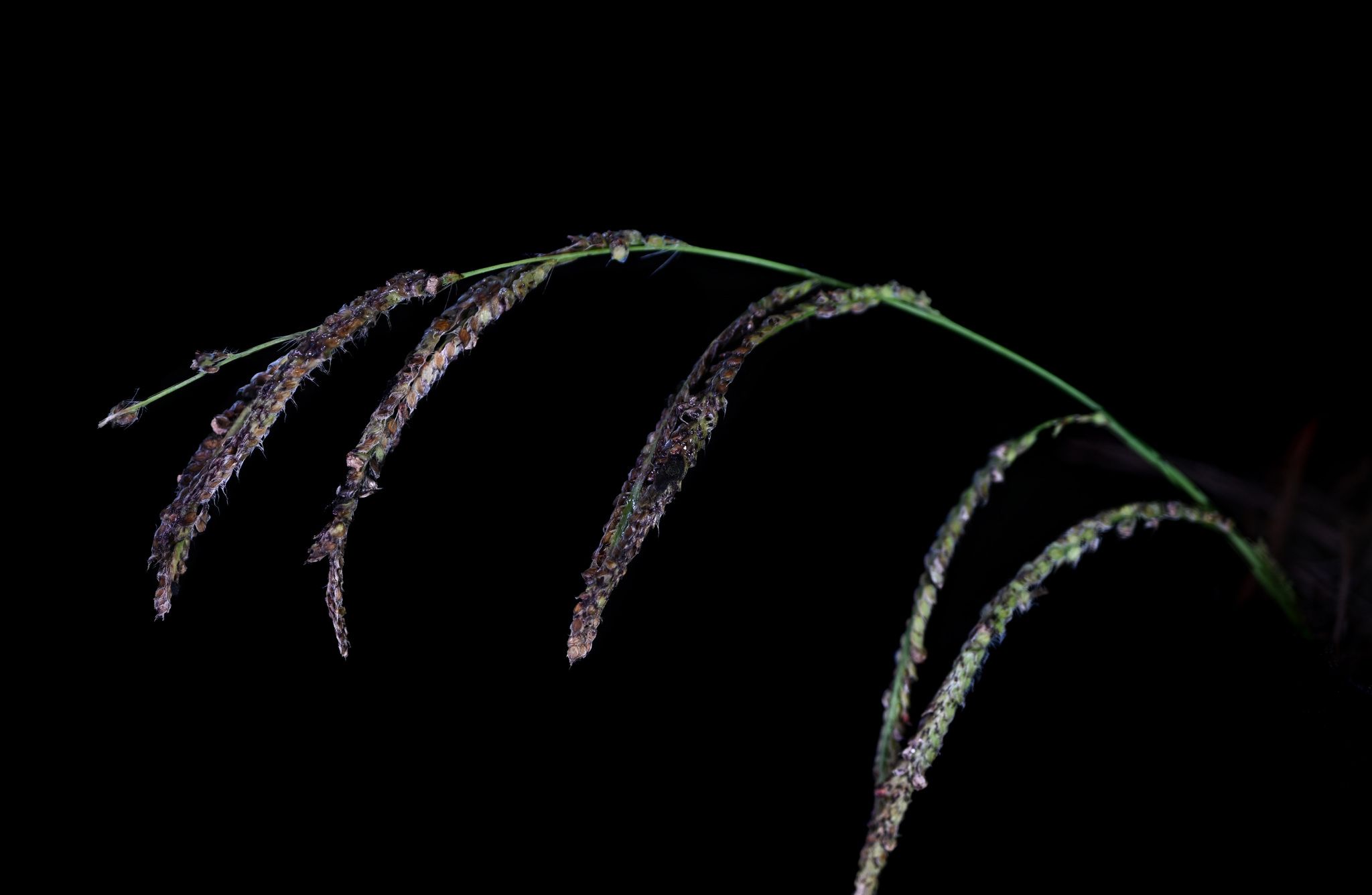 Fusarium heterosporum