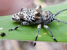 Disterna plumifera