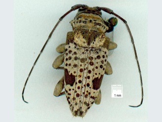 Disterna plumifera