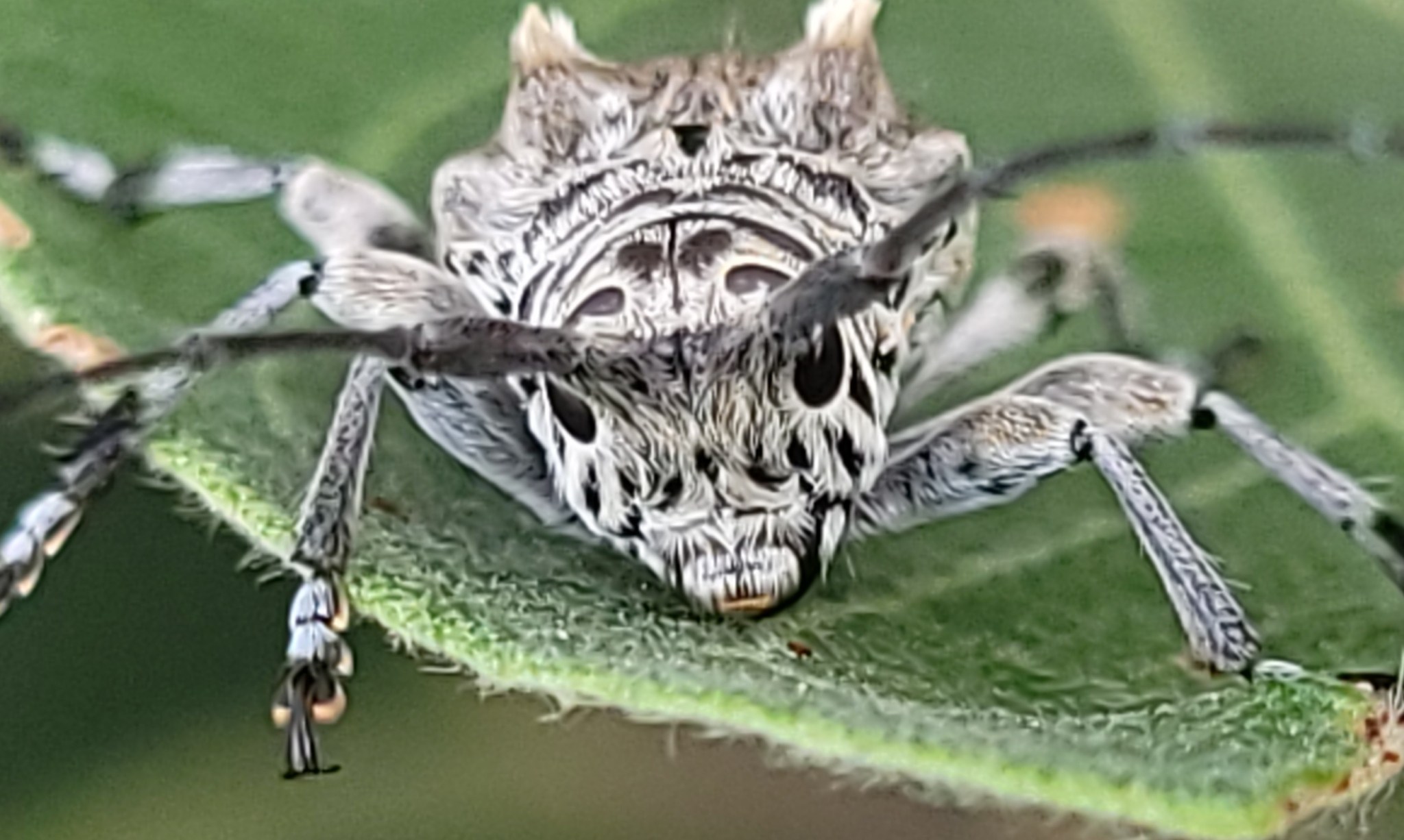 Disterna plumifera
