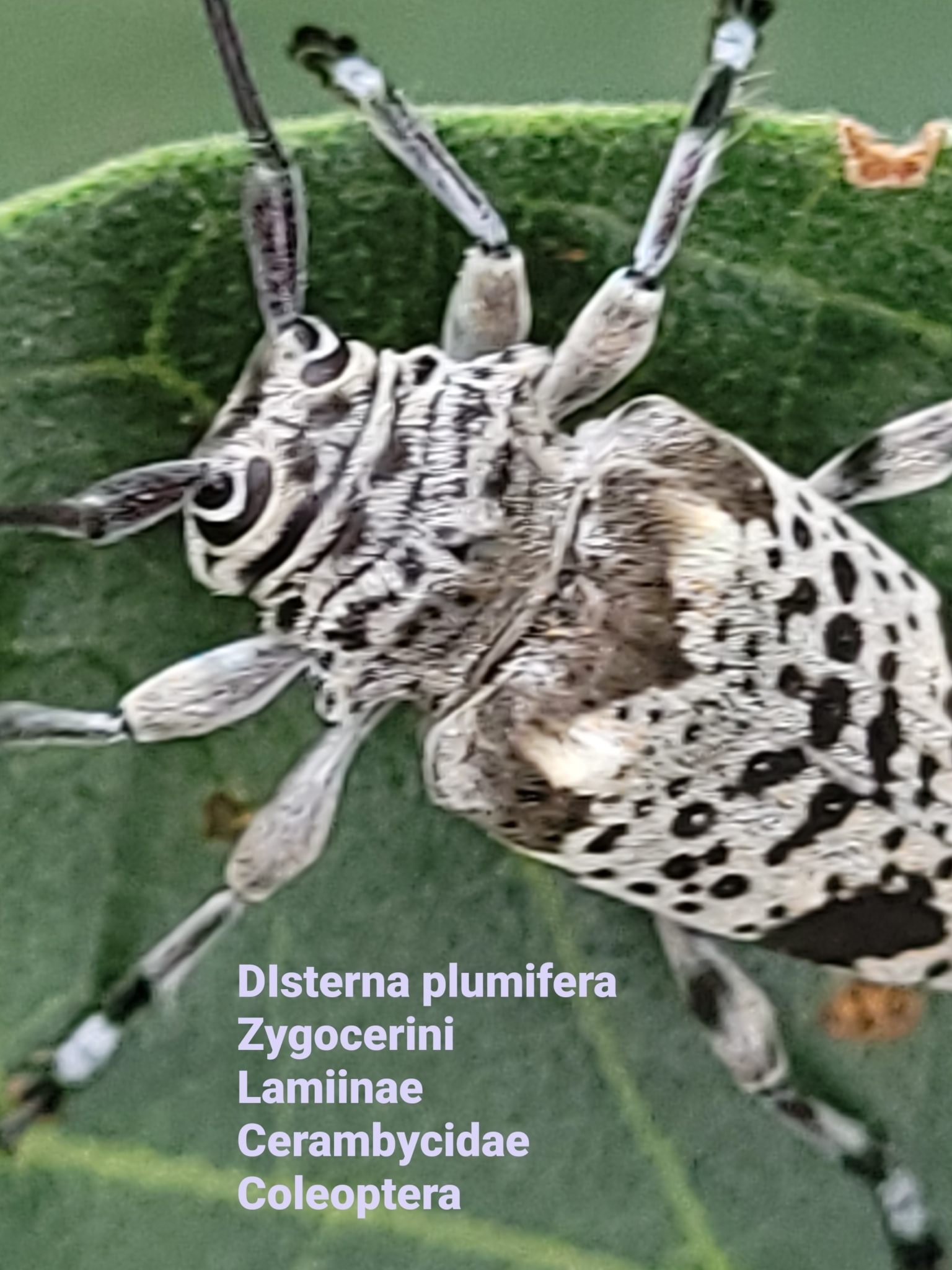 Disterna plumifera