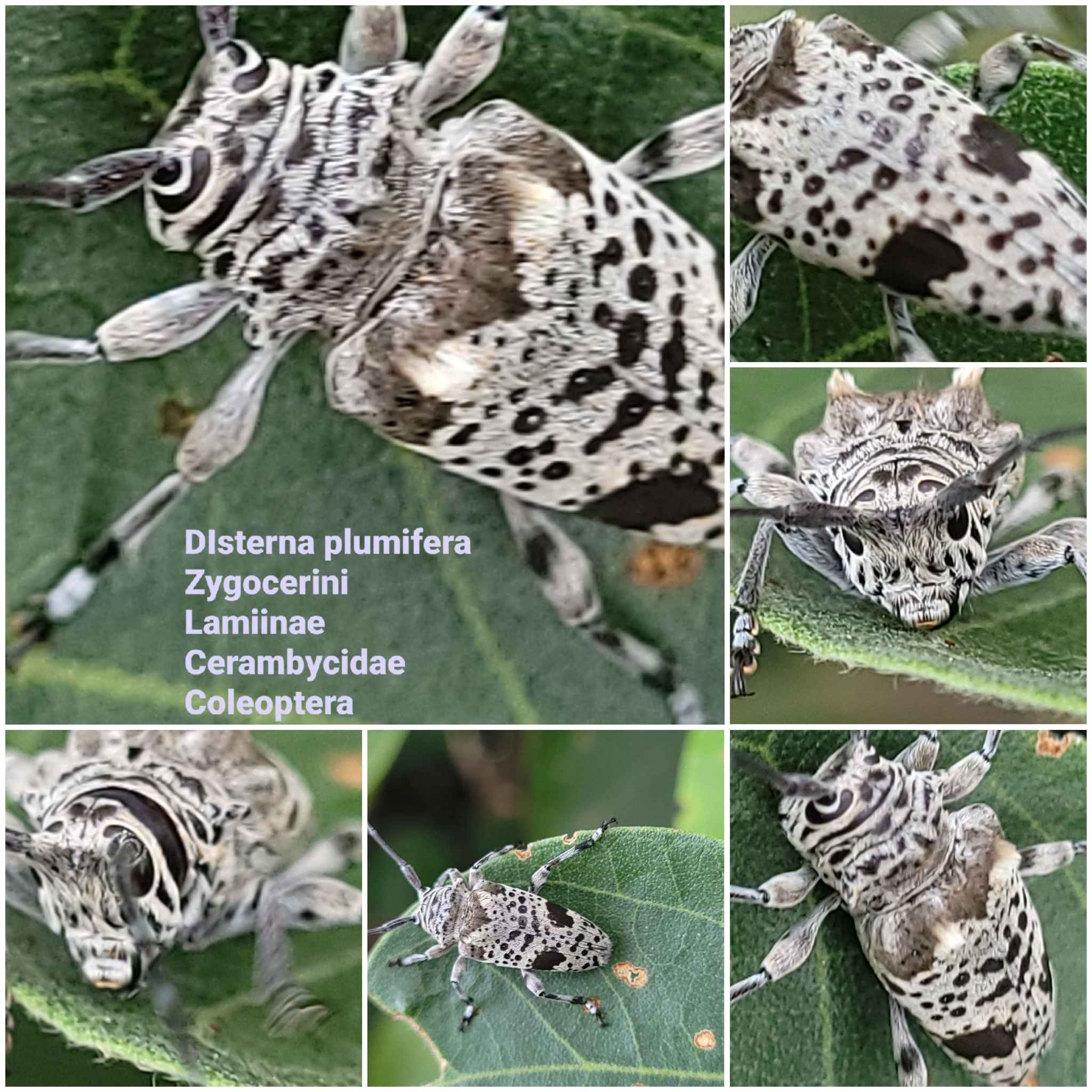 Disterna plumifera