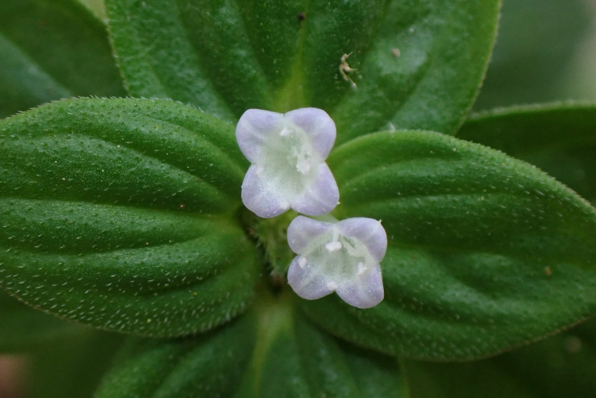 Spermacoce latifolia