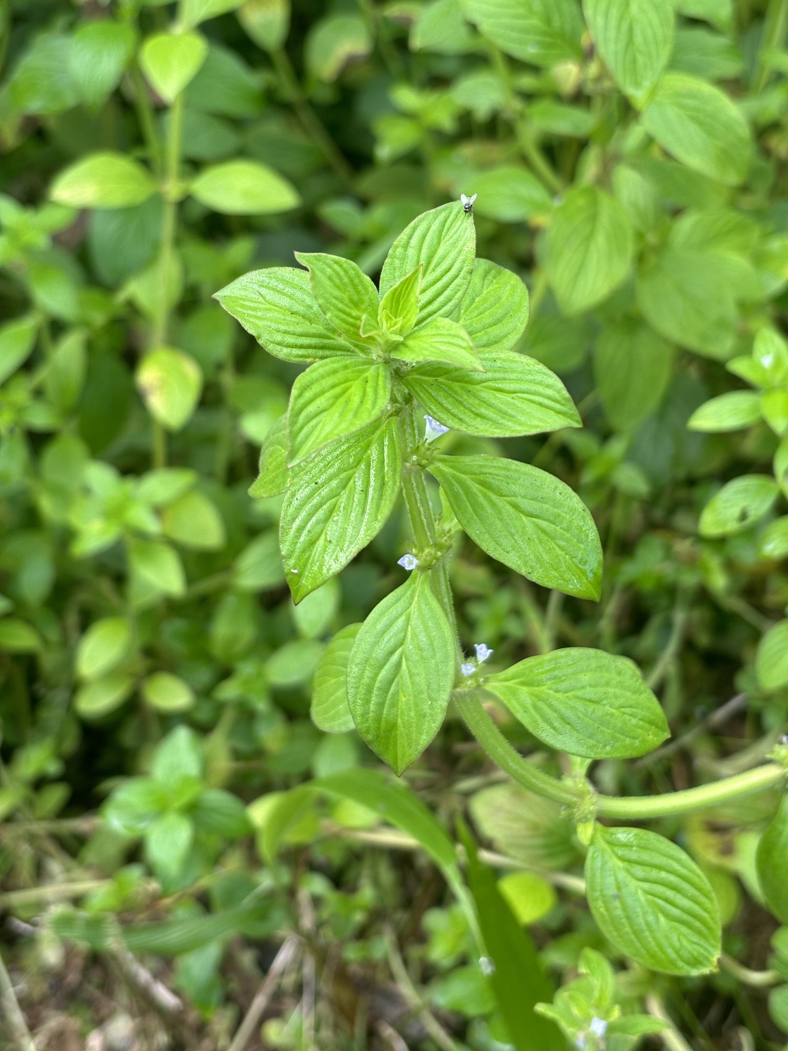 Spermacoce latifolia