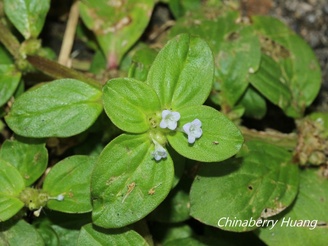 Spermacoce latifolia