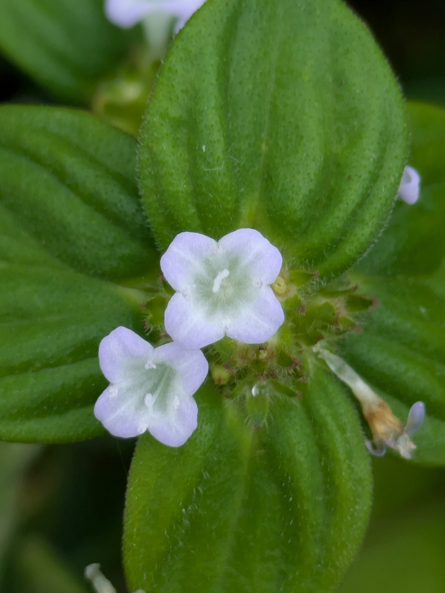 Spermacoce latifolia