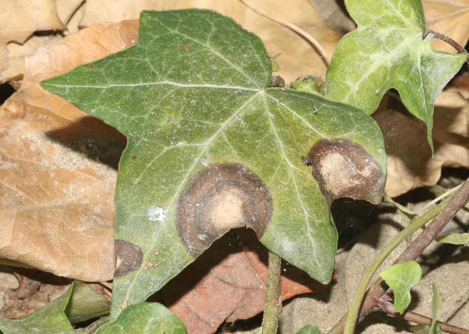 Phyllosticta concentrica