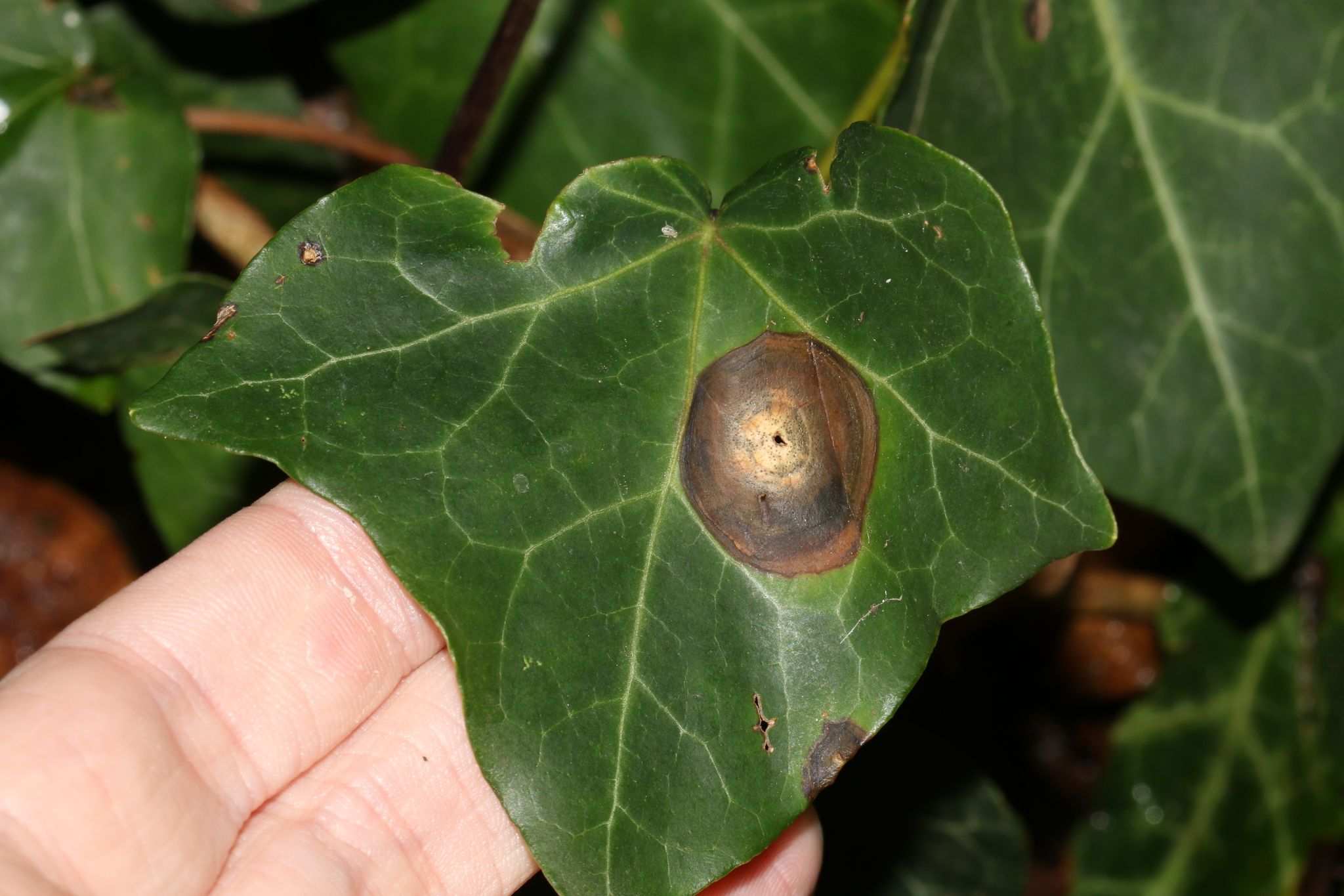 Phyllosticta concentrica