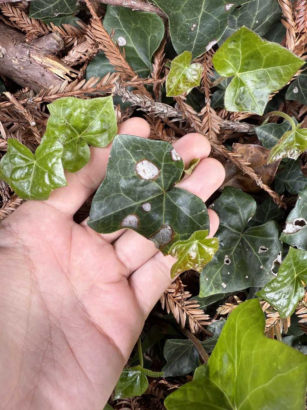 Phyllosticta concentrica