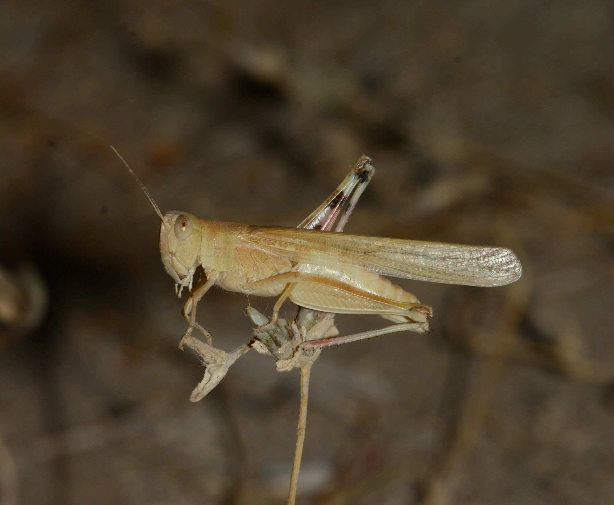 Epacromius tergestinus