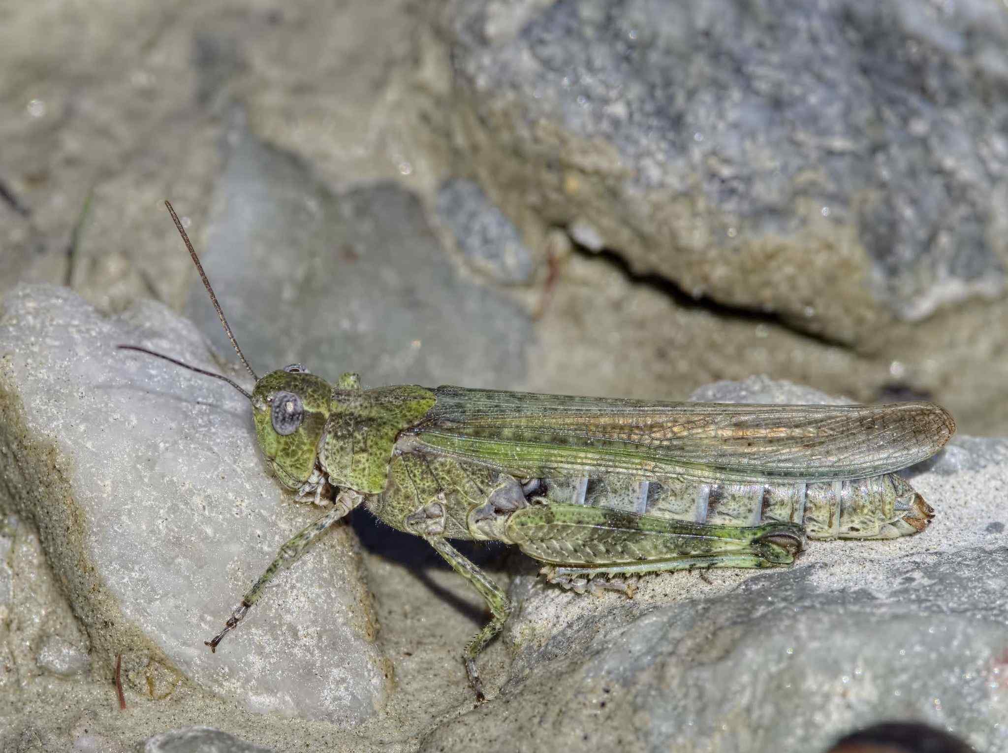 Epacromius tergestinus