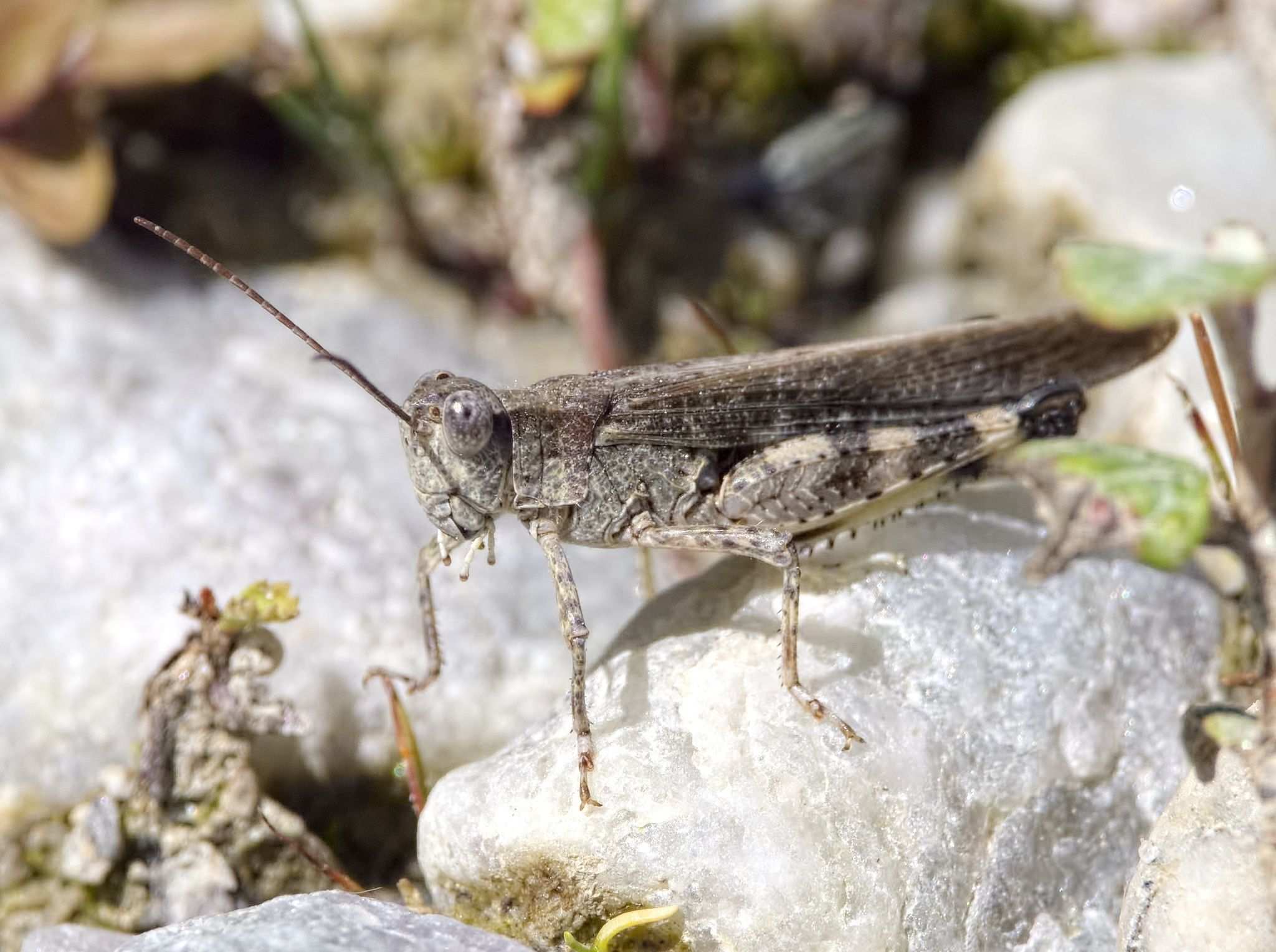 Epacromius tergestinus