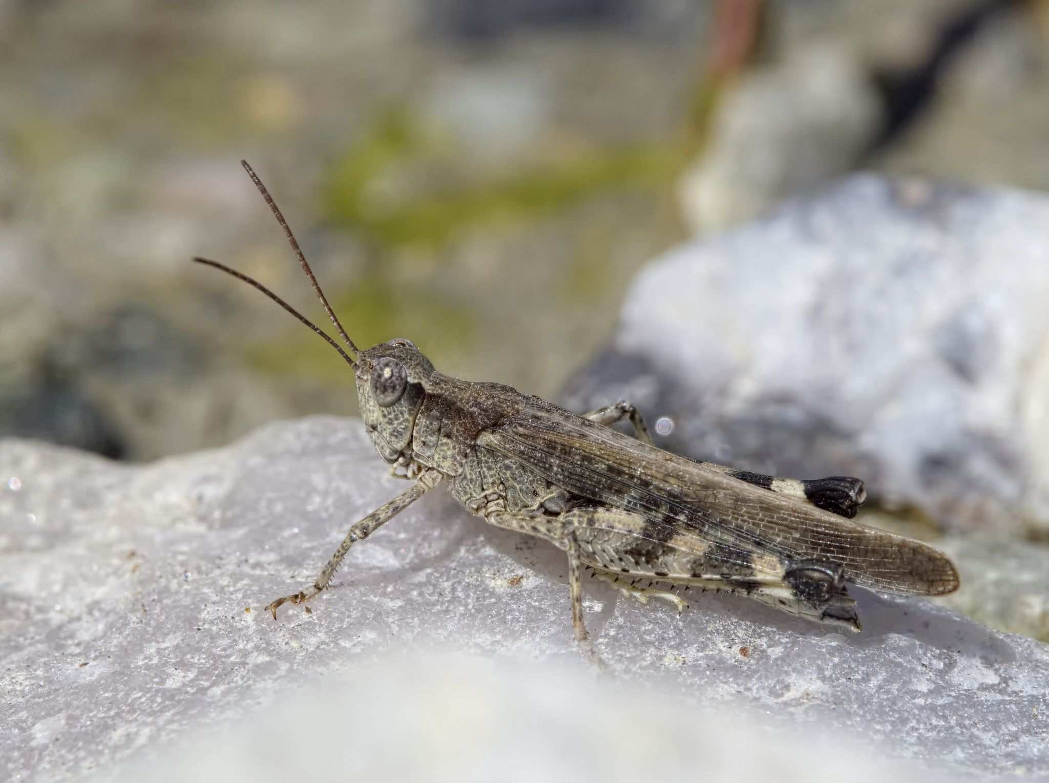 Epacromius tergestinus